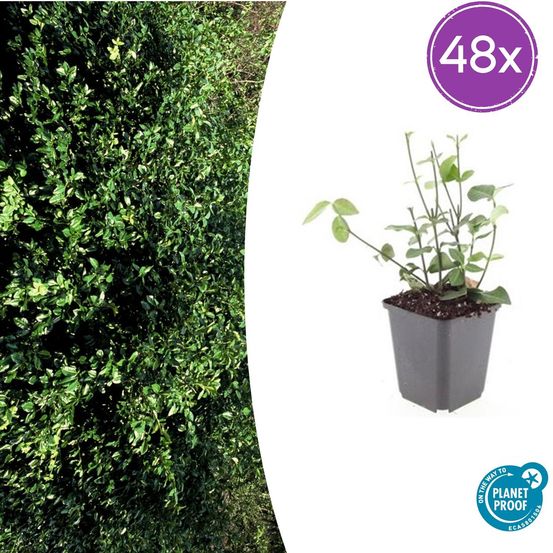 Lot de 48 - euonymus fort. 'coloratus' - h10-25 cm