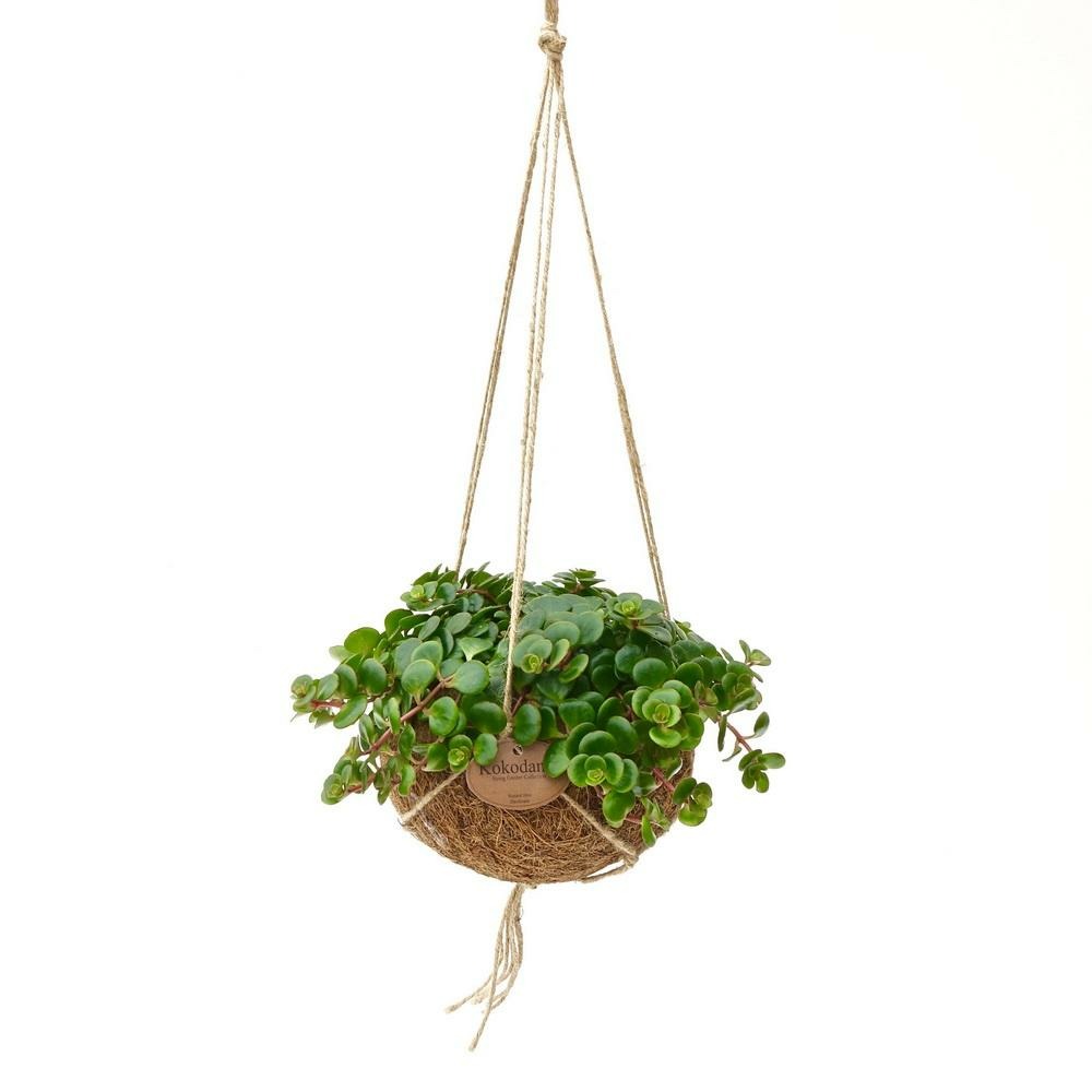 Kokodama - sedum tornado en pot kokodama à suspendre - sedum makinoi - ca. 15cm