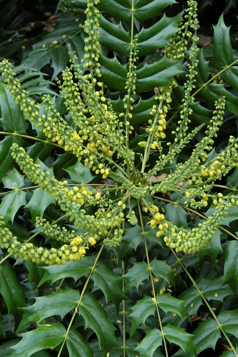 Mahonia 'winter sun' - en pot de 5 litres