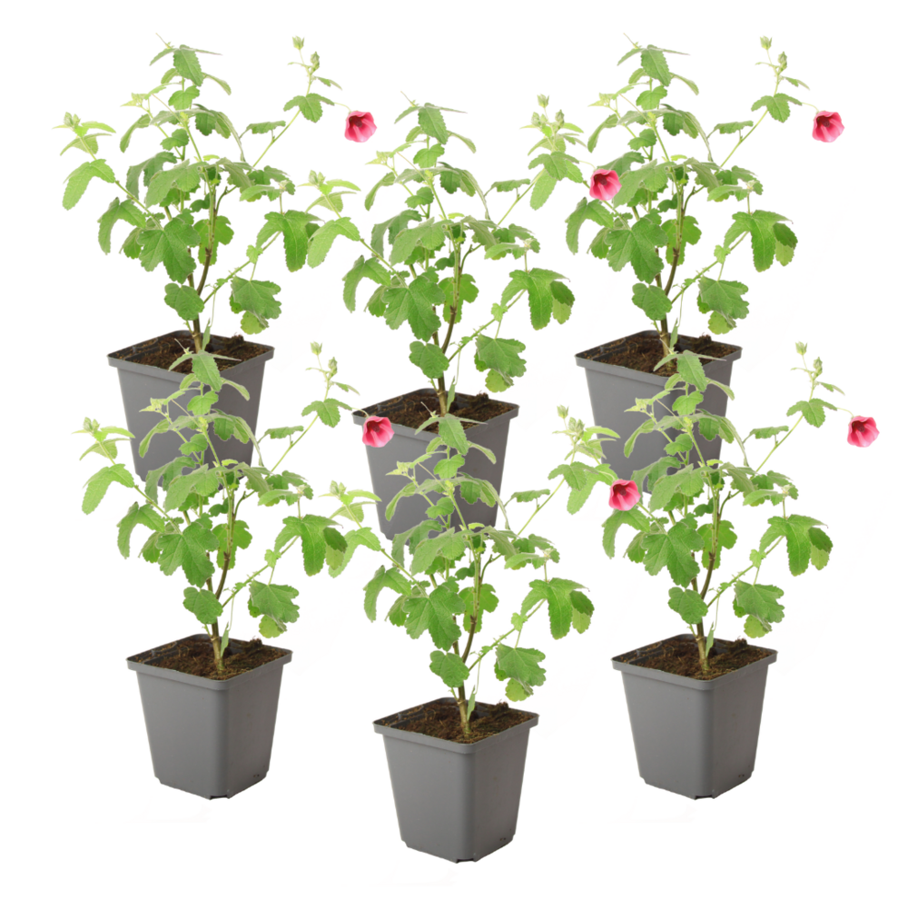 Mauve du cap - set de 6 - anisodontea capensis 'el rayo' - h25-40cm - ⌀9cm