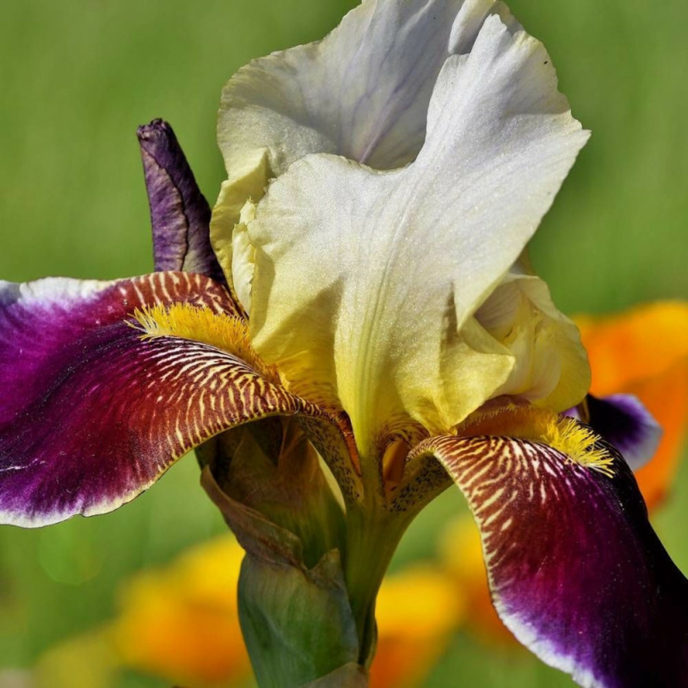Iris des jardins accent variegata godet - 5/20 cm
