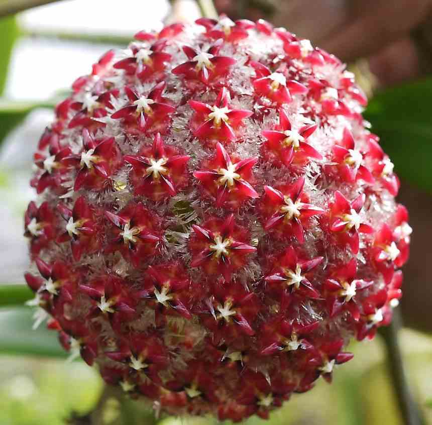 Hoya mindorensis (fleur rouge) (fleur de porcelaine, fleur de cire)   rouge - taille pot de 2 litres - 20/40 cm