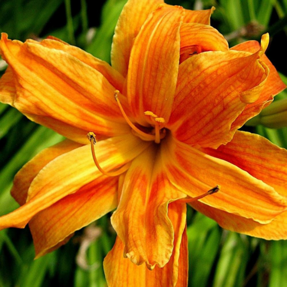 Hémérocalle apricot beauty lot de 3 godets