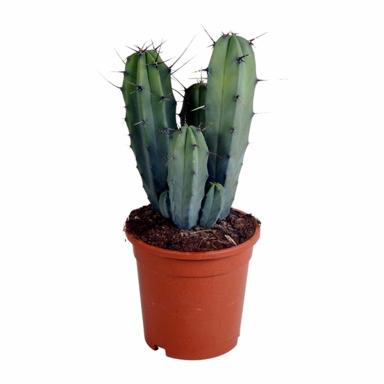 Myrtillocactus geometrizans - cactus d'intérieur