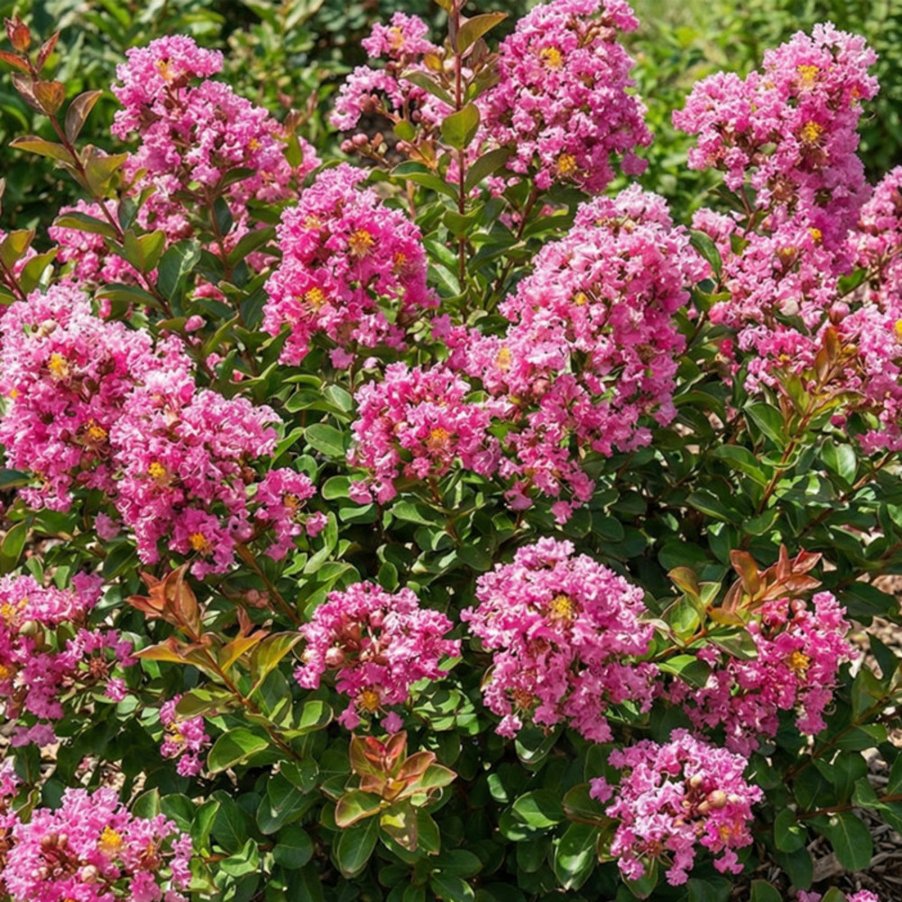 Lilas des indes 'petit pink' (lagerstroemia indica 'petite pink')