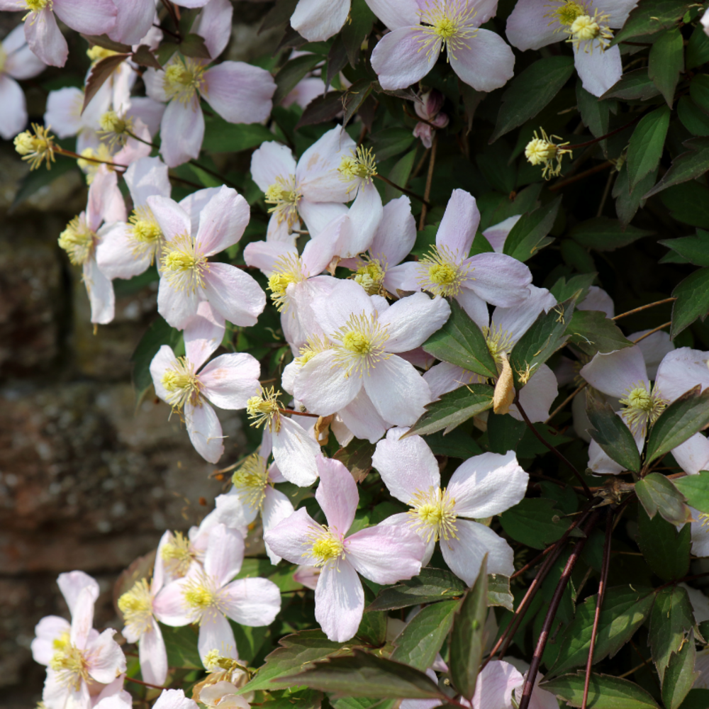 Clematite - clematis montana fenne pot 19cm espalier