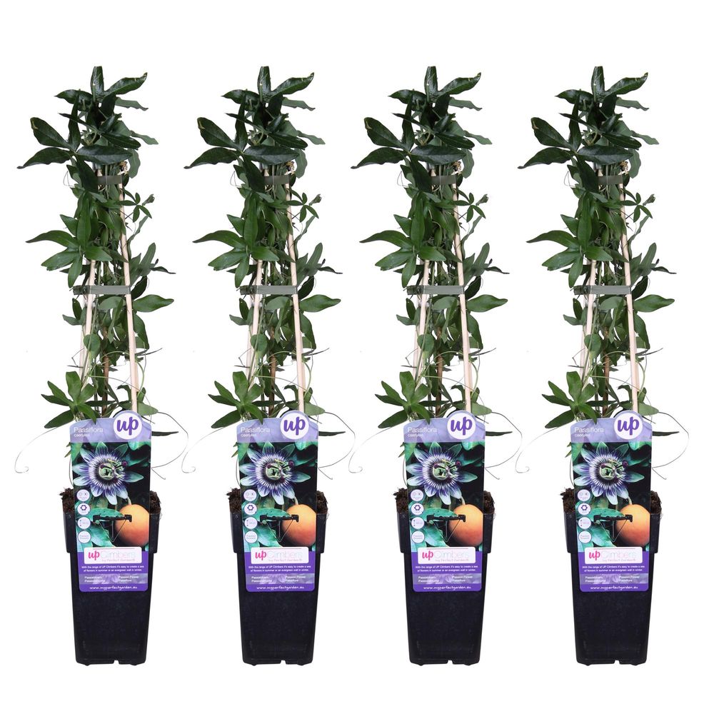 Lot de 4 - passiflora caerulea - h65 cm - ø15 cm - plante d'extérieur