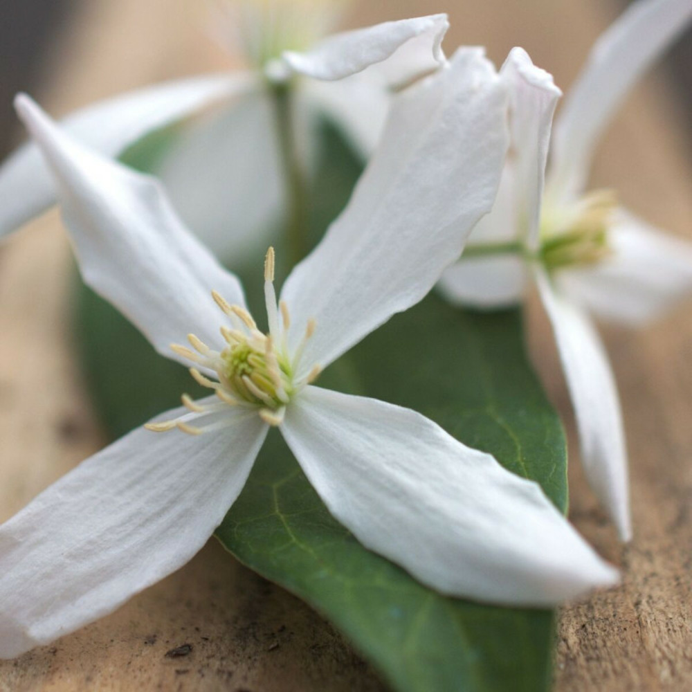 Clématite armandii enham star pot de 6l - tipi bambou 90/150 cm