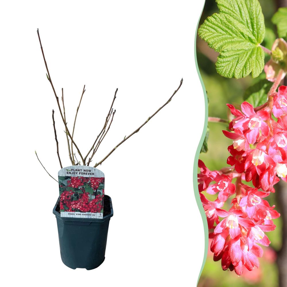 Groseillier à fleurs 'king edward' - pot 17 cm - hauteur 45 cm
