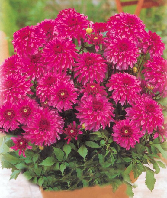 Dahlia renoir - le bulbe