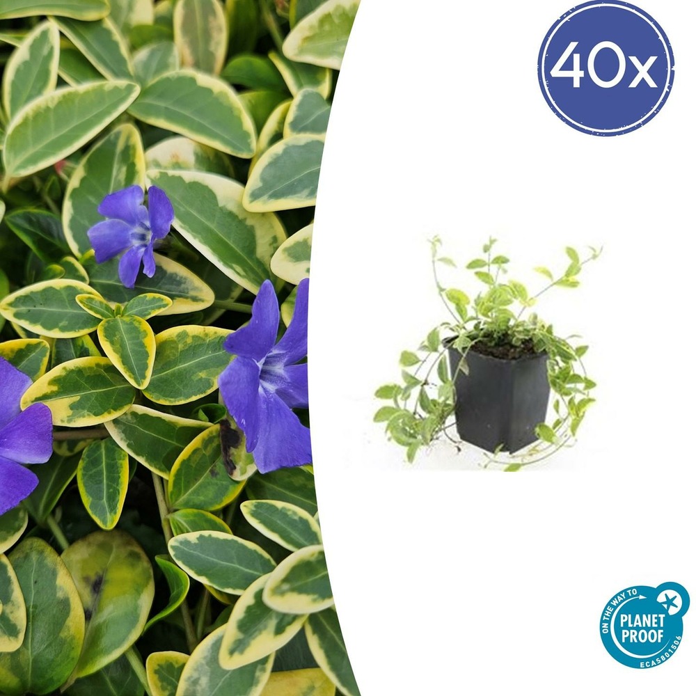 Petite pervenche 'aureovariegata' x40 – entre 2,5 et 3,33m2