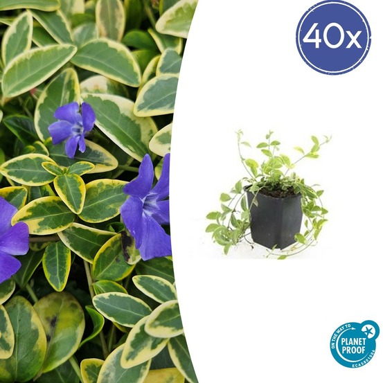 Petite pervenche 'aureovariegata' x40 – entre 2,5 et 3,33m2