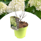 Hydrangea paniculata 'limelight' - hortensia - pot 19cm - hauteur 25-40cm