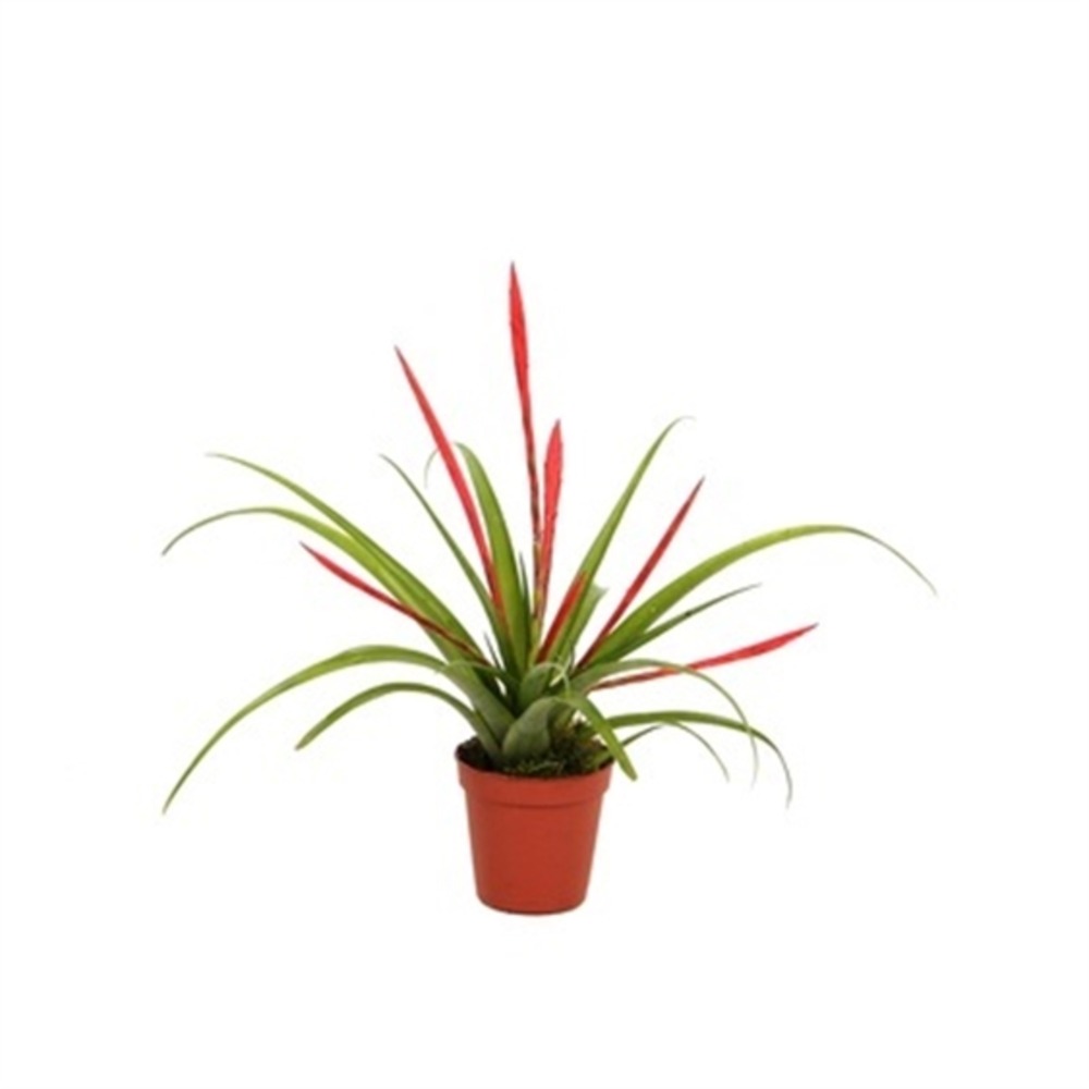 Tillandsia flabellata (tillandsia rouge) pot de 0,7 litre