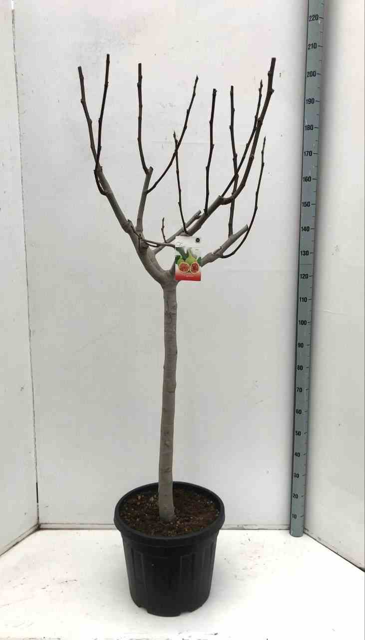 Ficus carica (figuier)   blanc - taille pot de 20l - 160/180 cm