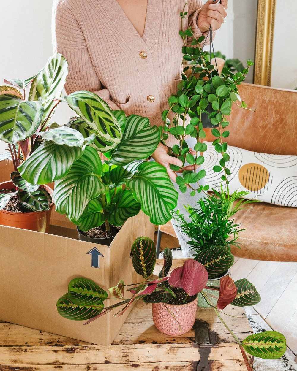 Coffret de plantes pets friendly cm - plante d'intérieur