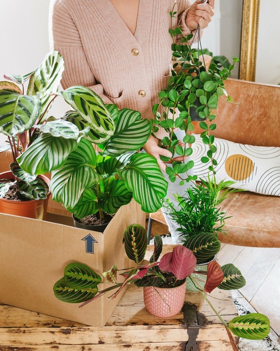Coffret de plantes pets friendly cm - plante d'intérieur