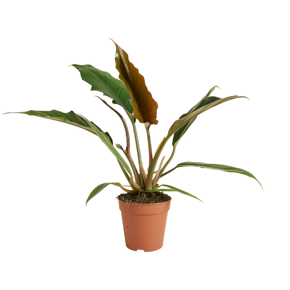 Philodendron bipinnatifidum ‘choco empress’ - purificateur d’air - 15-25 cm - pot 12 cm
