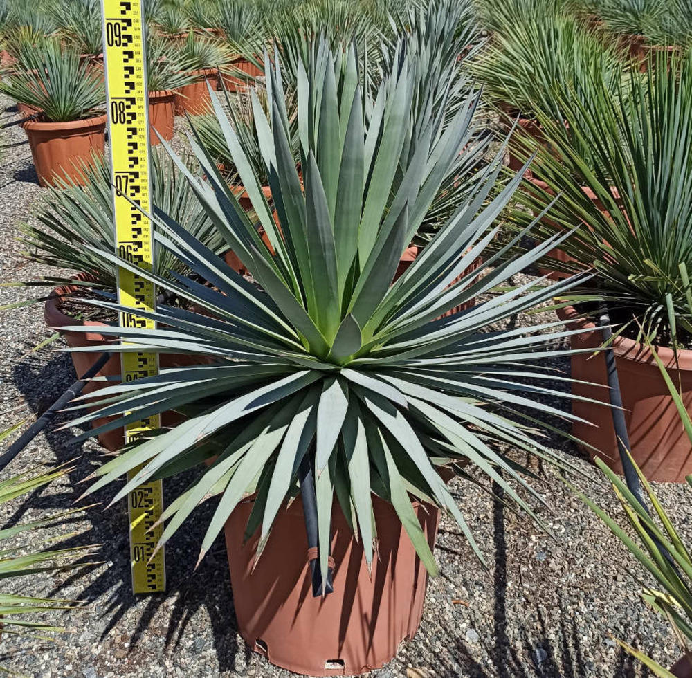 Agave dasylirioides pot de 25l - 70/90cm