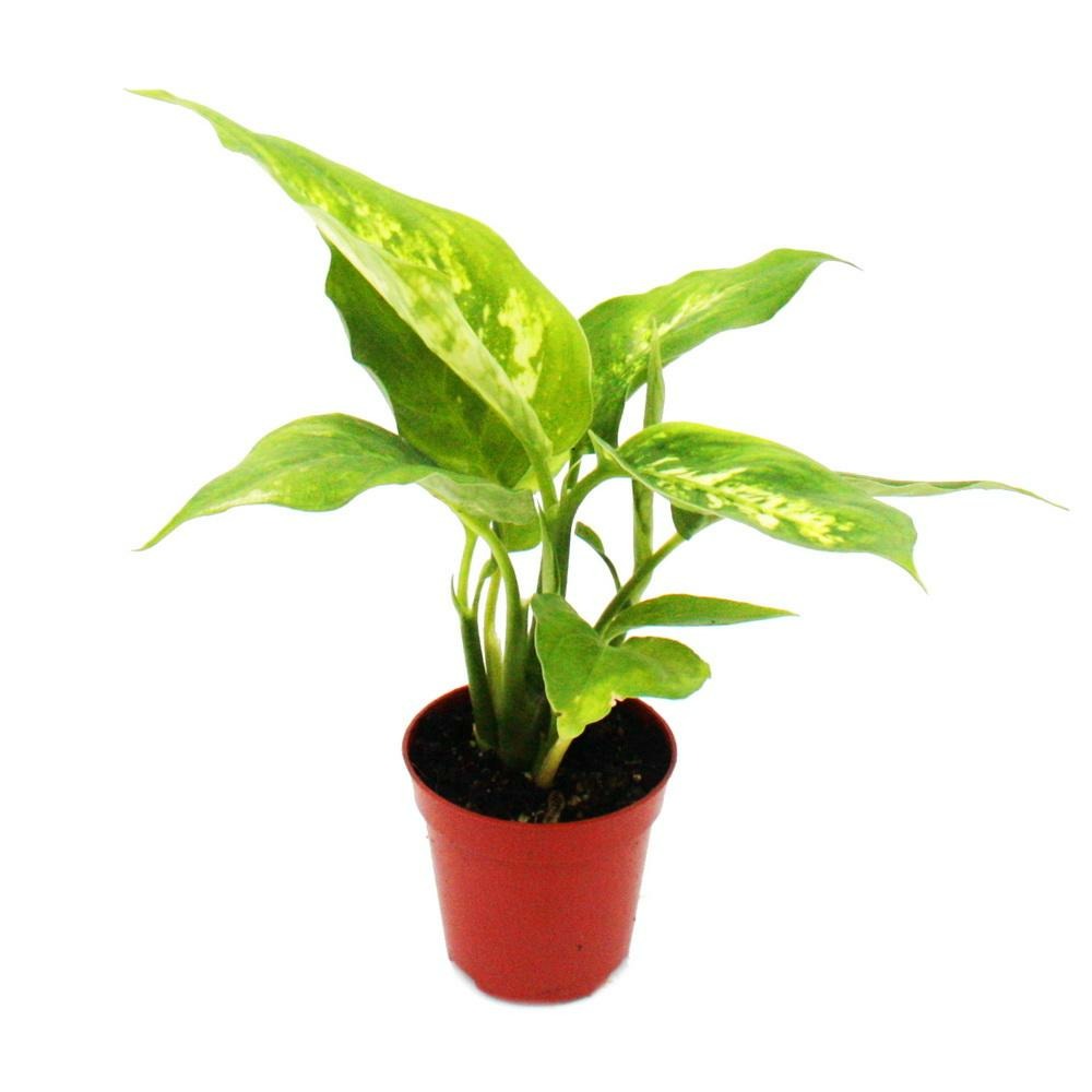 Mini-plant - dieffenbachia - dieffenbachia - idéal pour les petits bols et verres - baby-plant en pot de 5,5 cm
