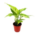 Mini-plant - dieffenbachia - dieffenbachia - idéal pour les petits bols et verres - baby-plant en pot de 5,5 cm