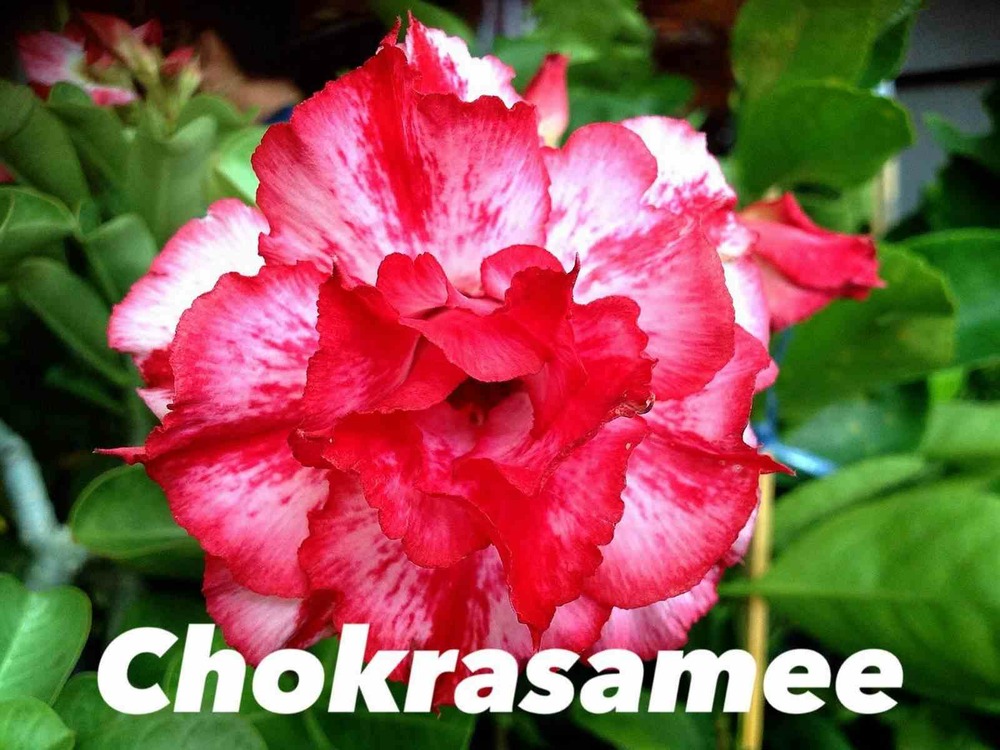 Adenium obesum cv chokrasamee caudex d'environ 2000g 25/30cm très gros caudex