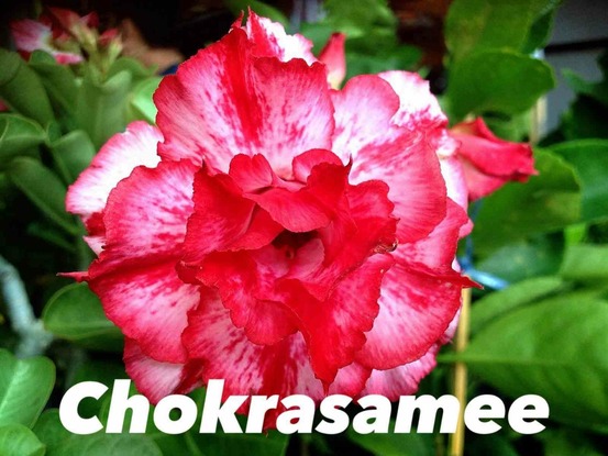 Adenium obesum cv chokrasamee caudex d'environ 2000g 25/30cm très gros caudex