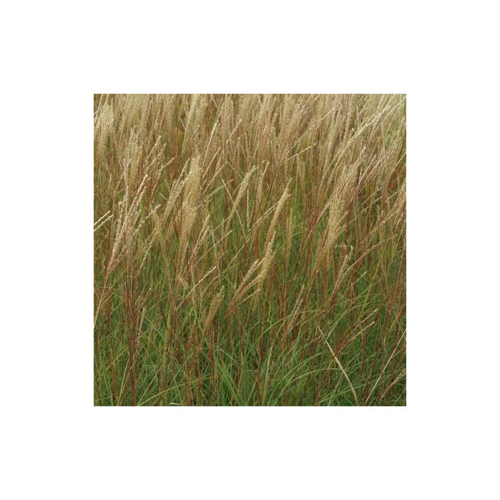 Miscanthus, roseau de chine yaku jima godet - 5/20 cm