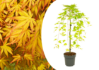 Acer palmatum 'cascade gold' - erable japonais  - pot 19cm - hauteur 80-90cm