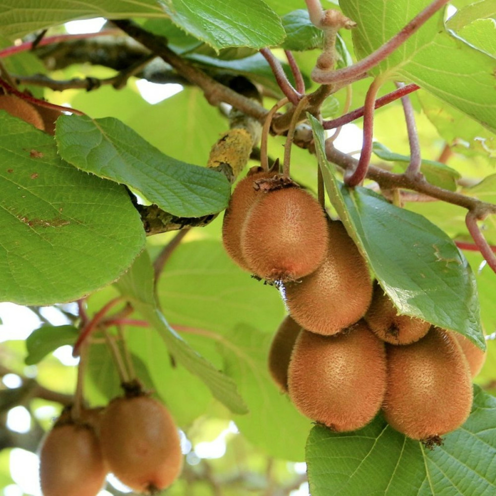 Kiwi herma (autofertile) godet - 5/20 cm