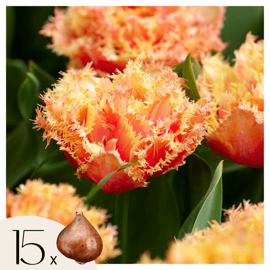 Tulipe - set de 15 - tulipa 'brisbane' - bulbes à fleurs - rose
