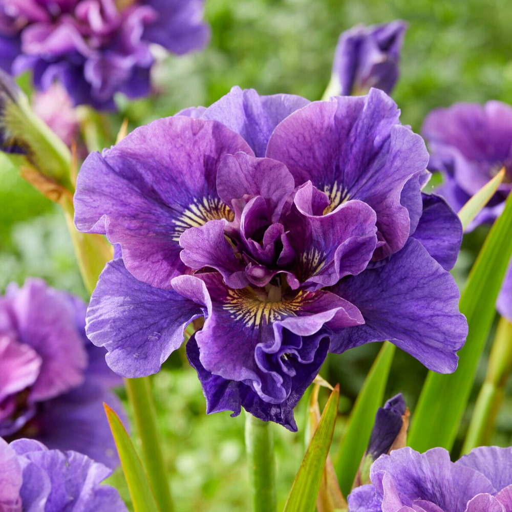 Iris de sibérie concord crush - le paquet de 2 racines nues, vendu par lot de 4
