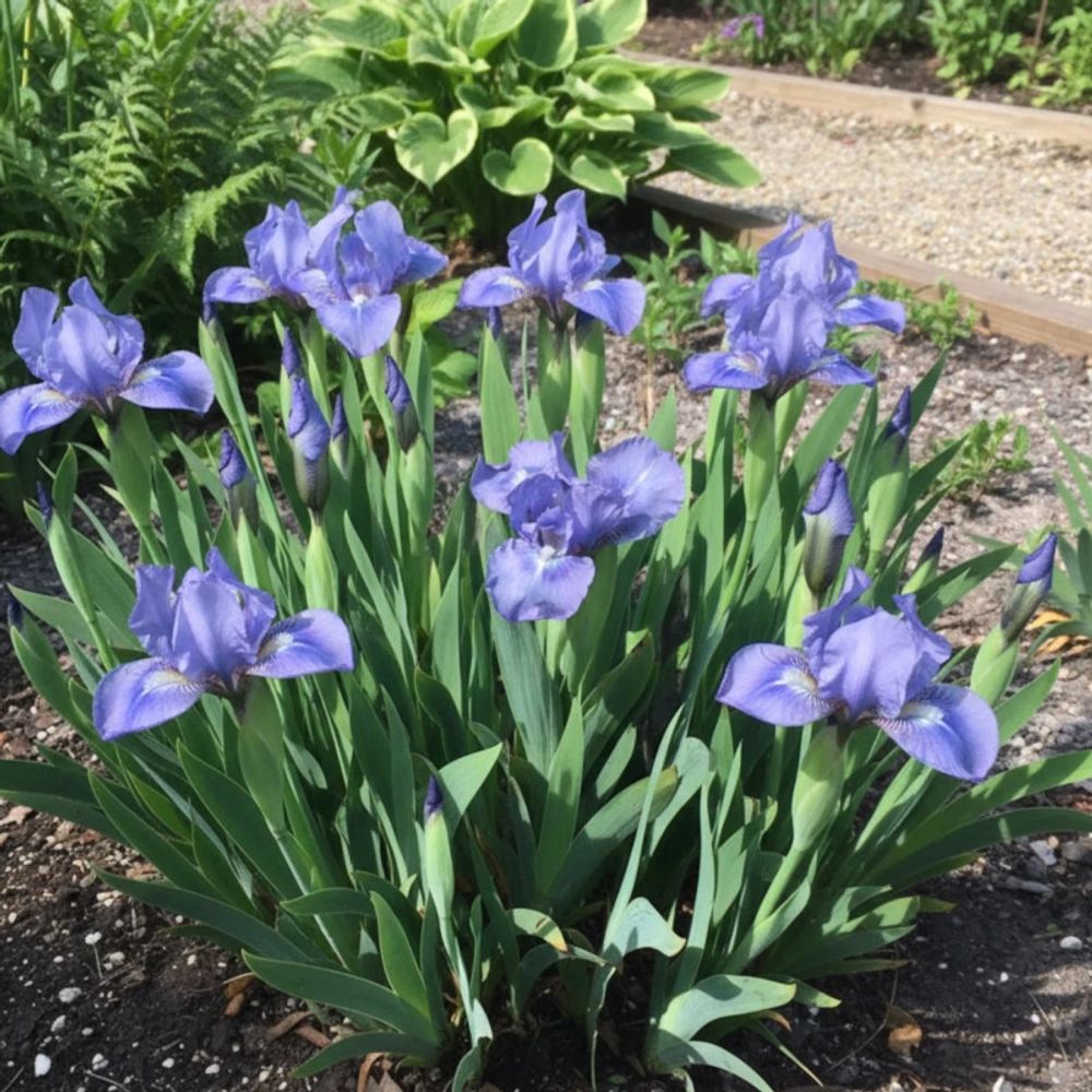 Iris nain lilliput sapphire gem lot de 9 godets