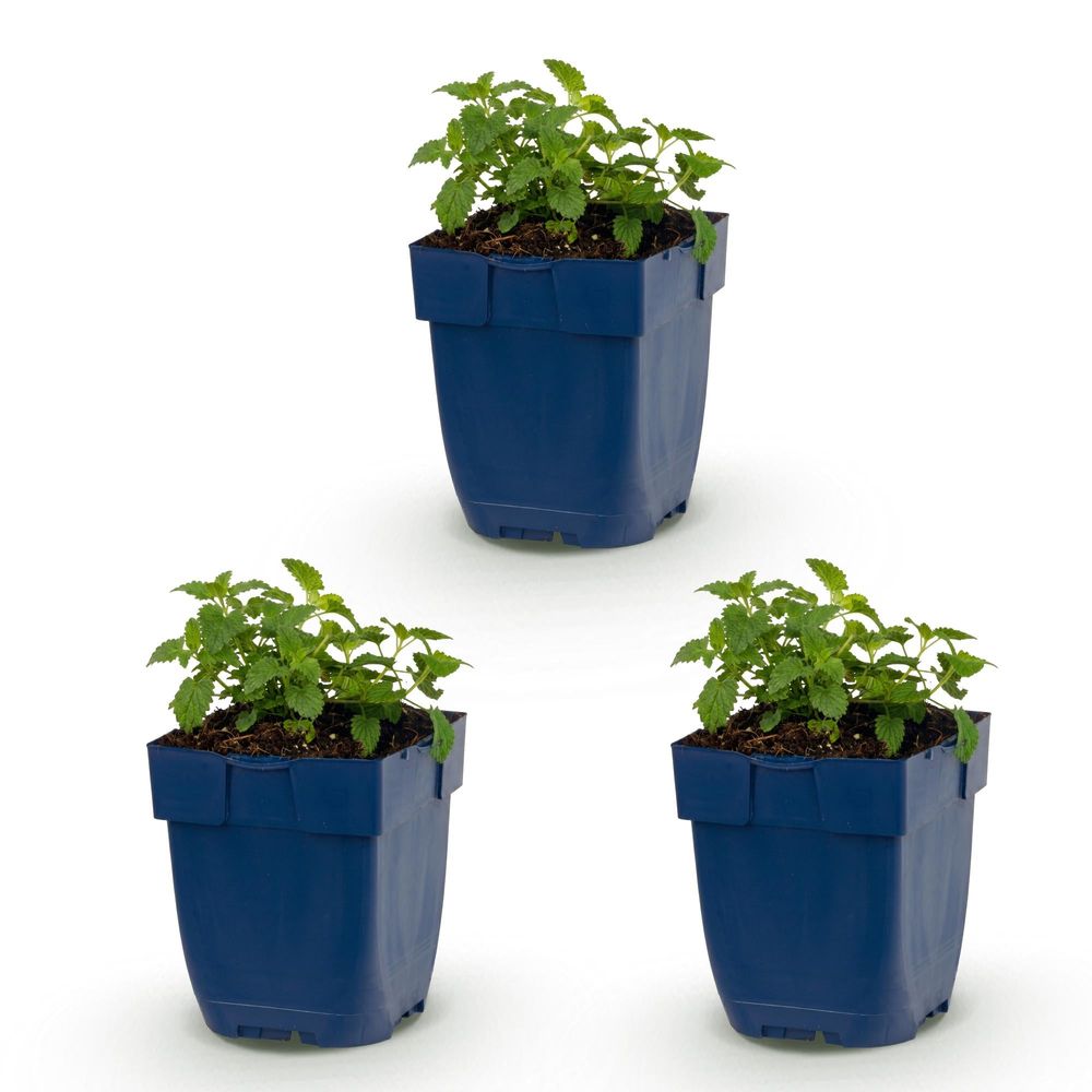 Népéta 'snowflake' - lot de 3 - pot 11 cm - hauteur 25 cm - plante d'extérieur