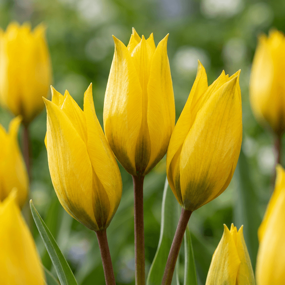 Tulipe des bois (tulipa) - calibre 5/6 - 80 bulbes