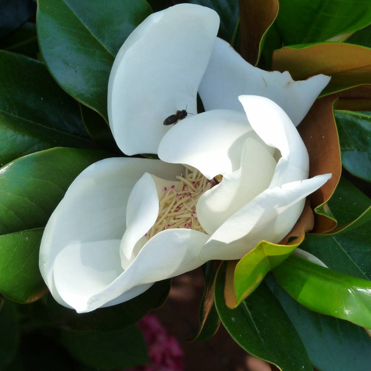Magnolia à grandes fleurs  grandiflora little gem/magnolia grandiflora little gem[-]pot de 30l - 200/250