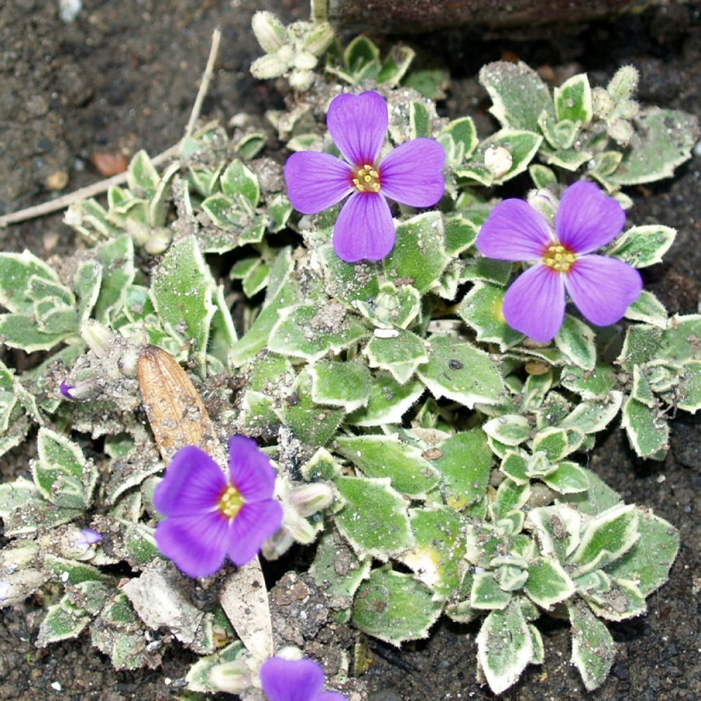 Aubriète 'silberrand' godet de 8/9 cm