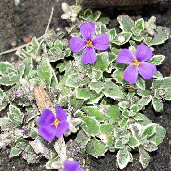 Aubriète 'silberrand' godet de 8/9 cm