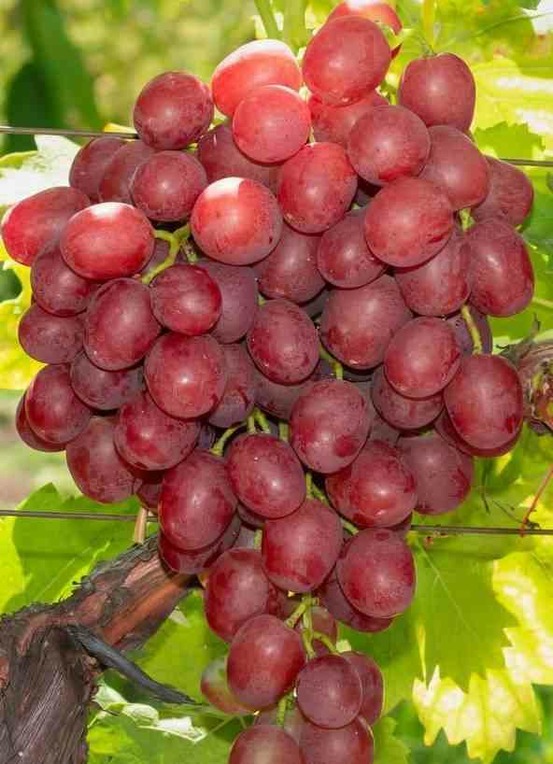 Vigne à raisin rouge sans pépins (vitis vanessa) pot de 2 litres - 50/70 cm