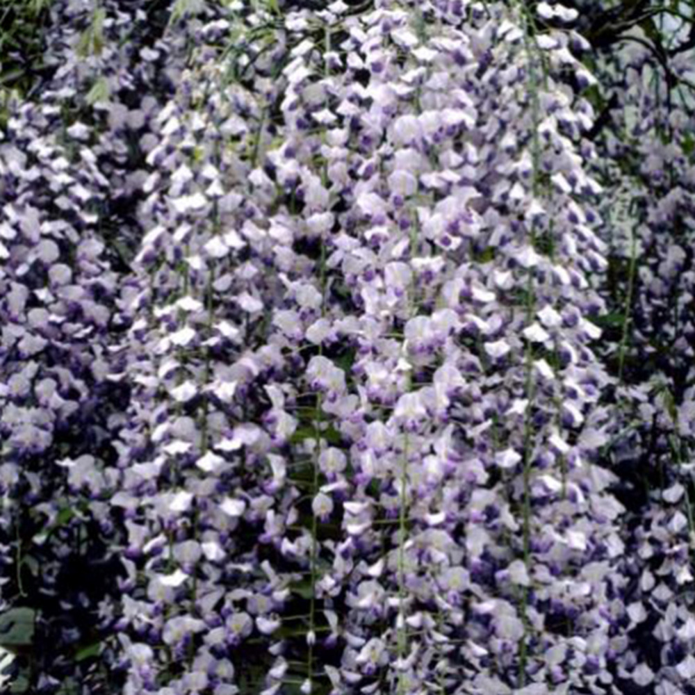 2 x glycine du japon 'multijuga' - wisteria floribunda 'multijuga'  - 50-60 cm pot