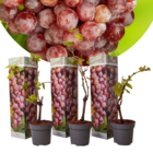 Plants de raisin - set de 3 - vitis vinifera - raisin rouge - rustique - pot 9cm - hauteur 25-40cm