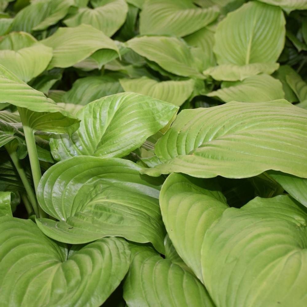 Hosta guacamole pot de 3l - 20/40 cm