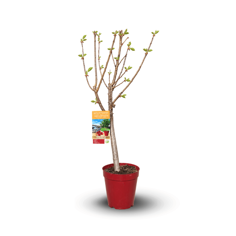 Cerisier – Prunus avium - arbre fruitier – variété compacte - ↕ 80-90 cm – ⌀ 20 cm