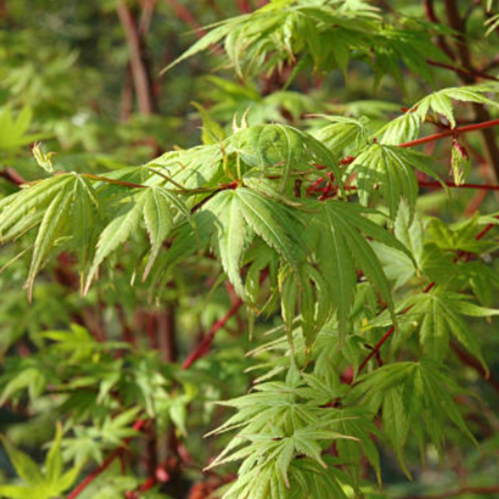 Érable palmé sangokaku - acer palmatum sangokaku 40cm