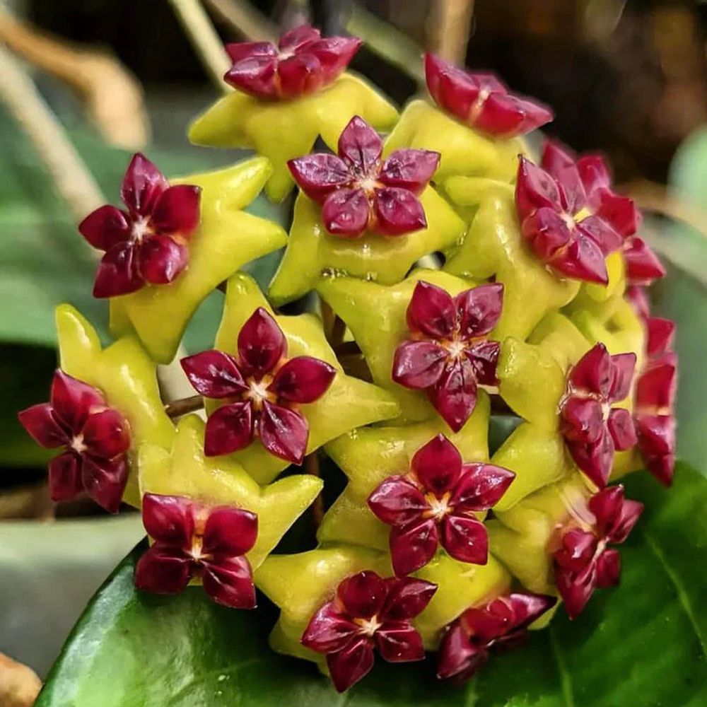 Hoya cinnamomifolia - pot de 10cm