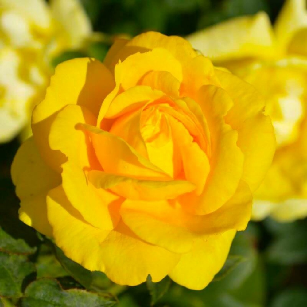 Rosier grimpant 'all gold' (rosa 'all gold')