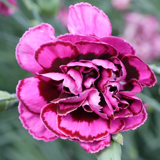 Œillet mignardise 'laced monarch' godet de 8/9 cm