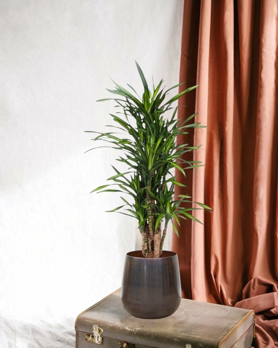 Dracaena riki 140cm - plante d'intérieur