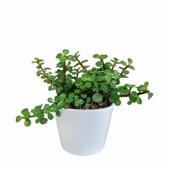 Portulacaria afra - en pot blanc