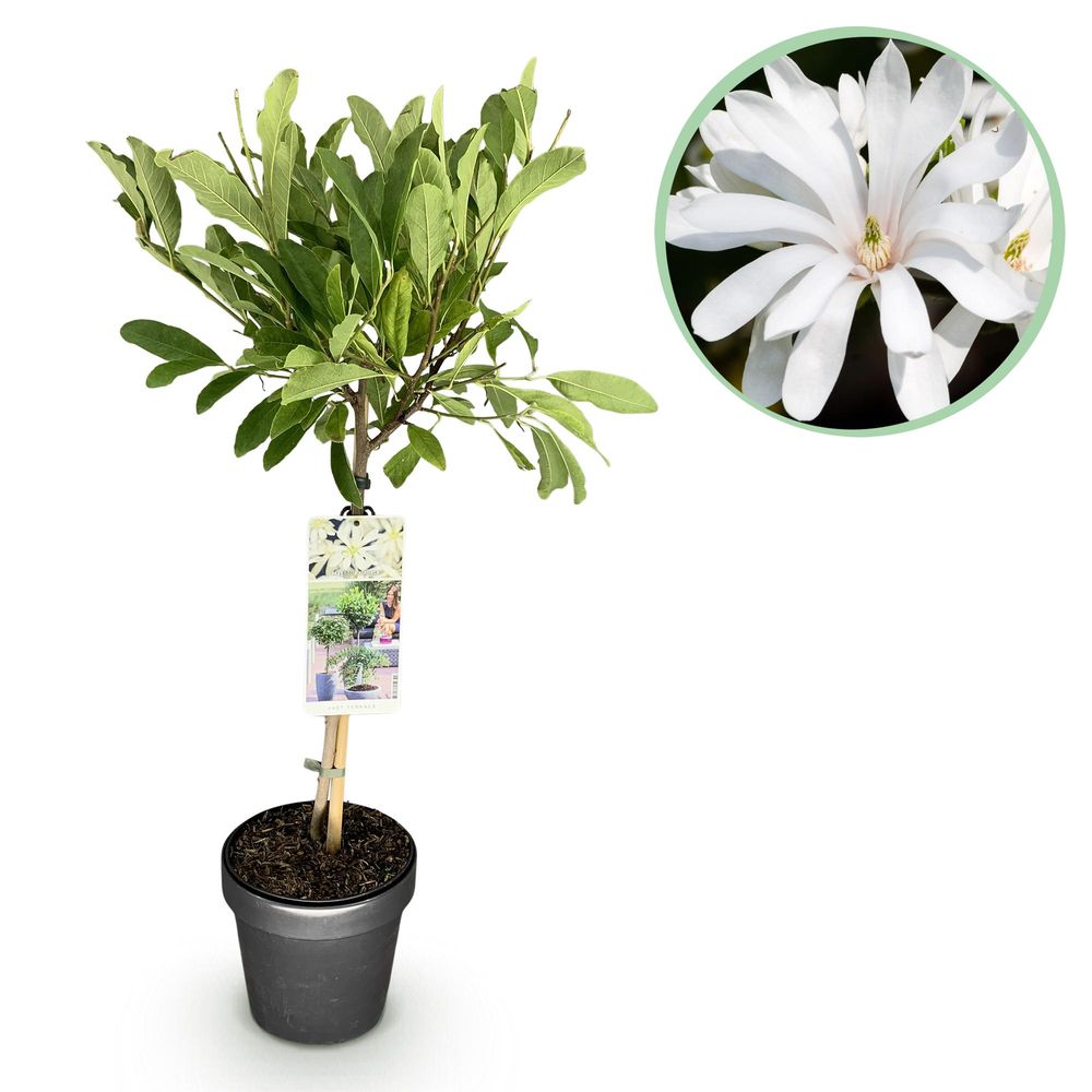 Magnolia - pot 19 cm - hauteur 90 cm